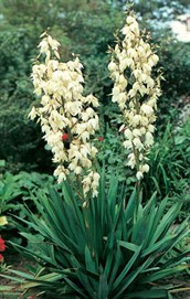 Yucca
