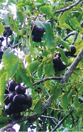 Burdekin Plum