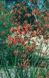 Kangaroo Paw