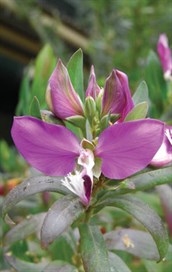 Polygala