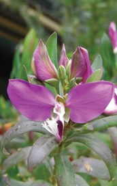 Polygala