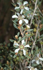 Green Tea-tree