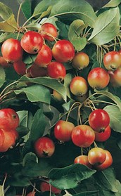 Betchel's Crab Apple