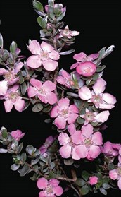 Silver Tea-tree