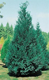 Leyland Cypress