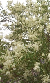 Prickly Box, Sweet Bursaria, Blackthorn, Christmas Bush