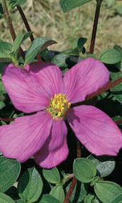 Native Lasiandra