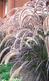 Purple Fountain Grass