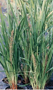 Spiny-headed Mat-rush