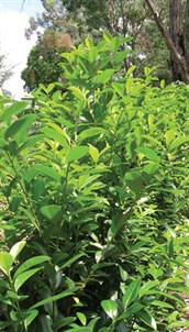 Cherry Laurel