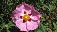 Rock rose 