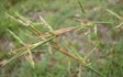 Barbed Wire Grass