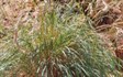 Native Lemon Grass