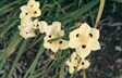 Spanish Iris