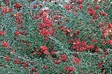 Grevillea Groundcovers