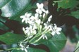 Native Jasmine