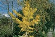 Ginkgo