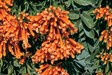 Orange Trumpet Vine