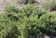 Ruby Saltbush