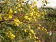 Mudgee wattle