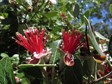Pineapple guava,  Feijoa 