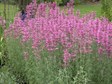 Hummingbird mint, giant hyssop