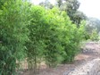 Slender weavers bamboo