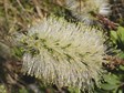 Callistemon Wilderness White