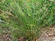 Spiny flat-sedge 
