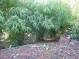 Himalayan weeping bamboo