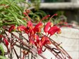 Grevillea nudiflora