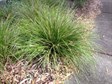 Spiny mat rush