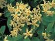 Japanese Star Jasmine