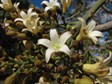 Broad Leaved Bottle Tree