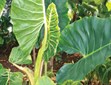 Elephant Ears
