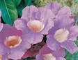 Garlic Vine
