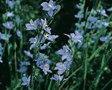 Morning Iris, Morning Flag