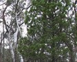 Black Cypress Pine