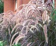 Purple Fountain Grass