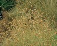 Kangaroo Grass