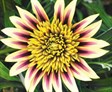 Montezuma