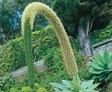 Spineless Agave