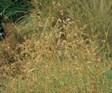 Kangaroo Grass
