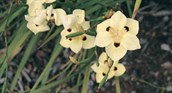 Spanish Iris