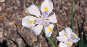 Wild Iris