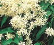 Native Clematis