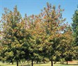 Sensation Maple