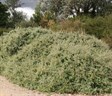 Creeping Saltbush