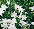 Gardenia