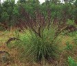 Saw Sedge